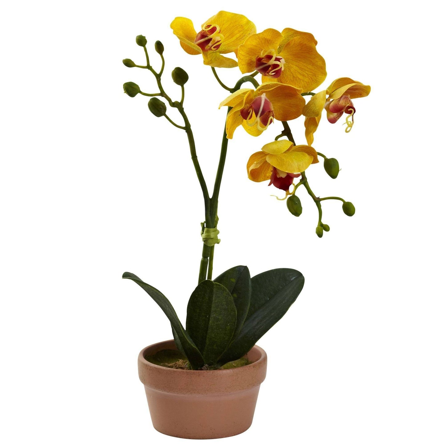 Orquídea Phalaenopsis con jarrón de arcilla (juego de 4)