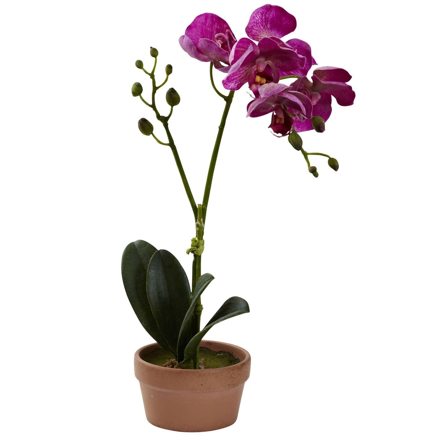 Orquídea Phalaenopsis con jarrón de arcilla (juego de 4)