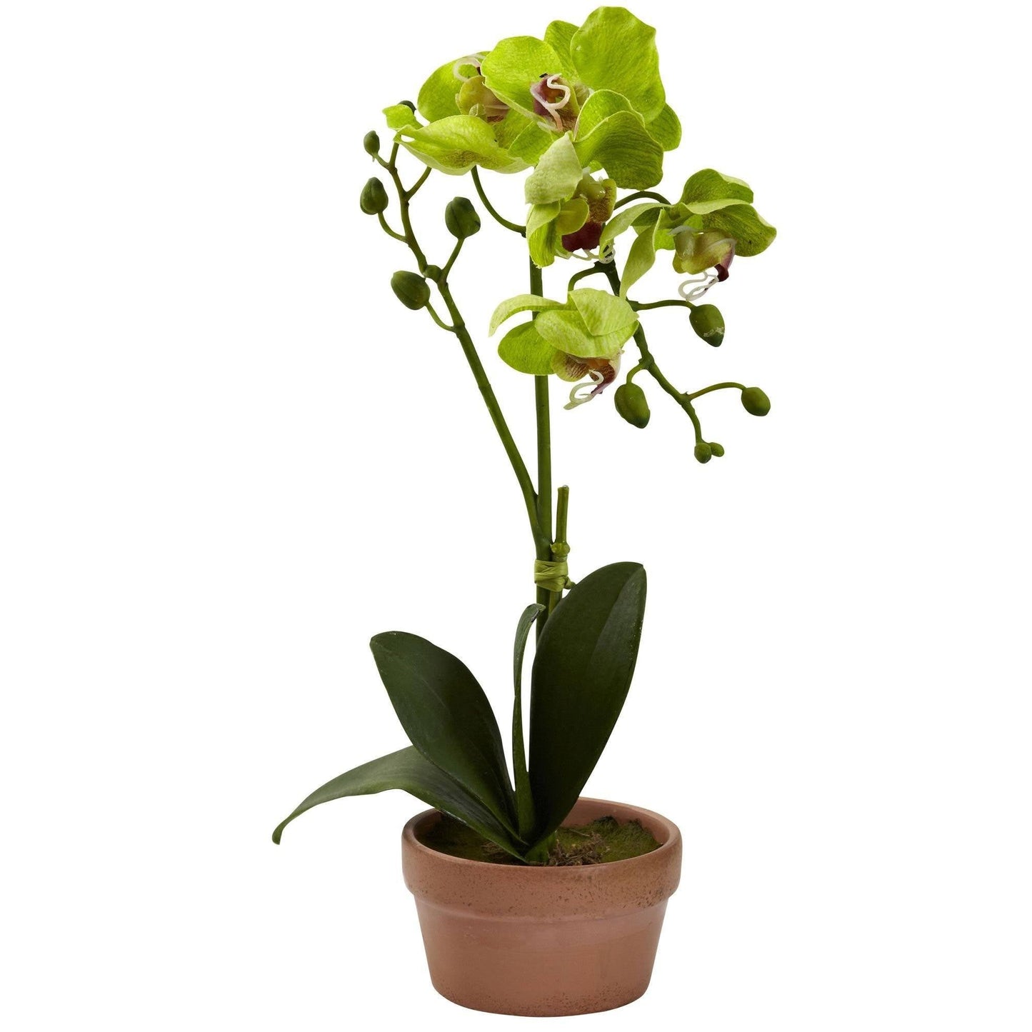 Orquídea Phalaenopsis con jarrón de arcilla (juego de 4)