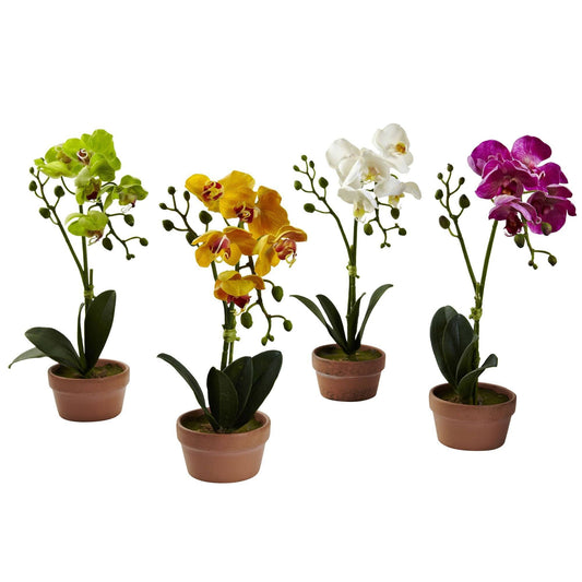 Orquídea Phalaenopsis con jarrón de arcilla (juego de 4)