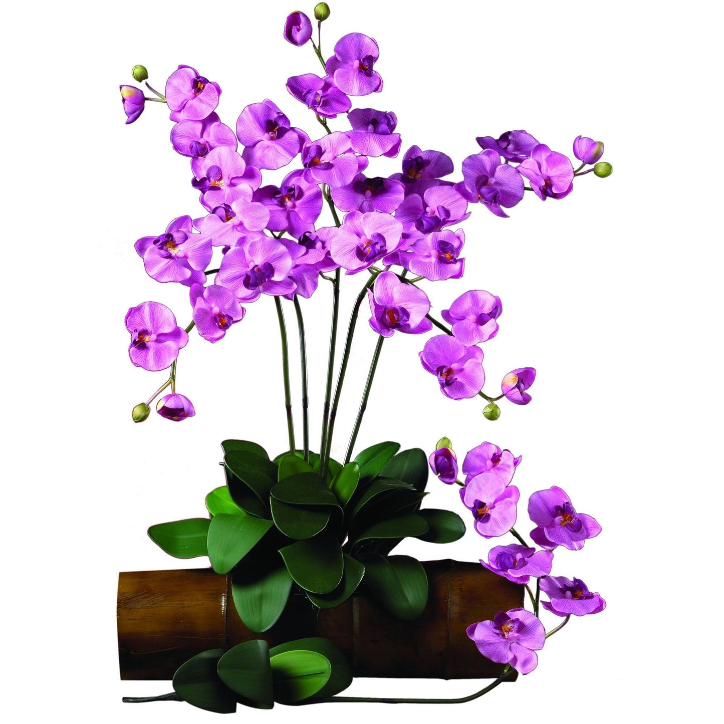 Phalaenopsis Stem (Set of 12)