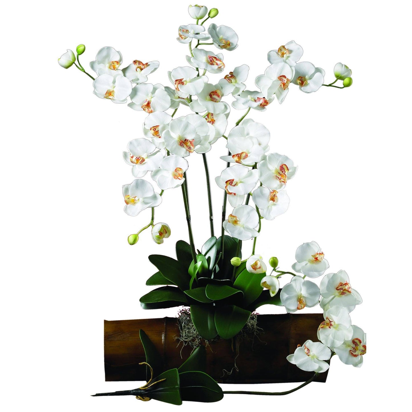 Phalaenopsis Stem (Set of 12)