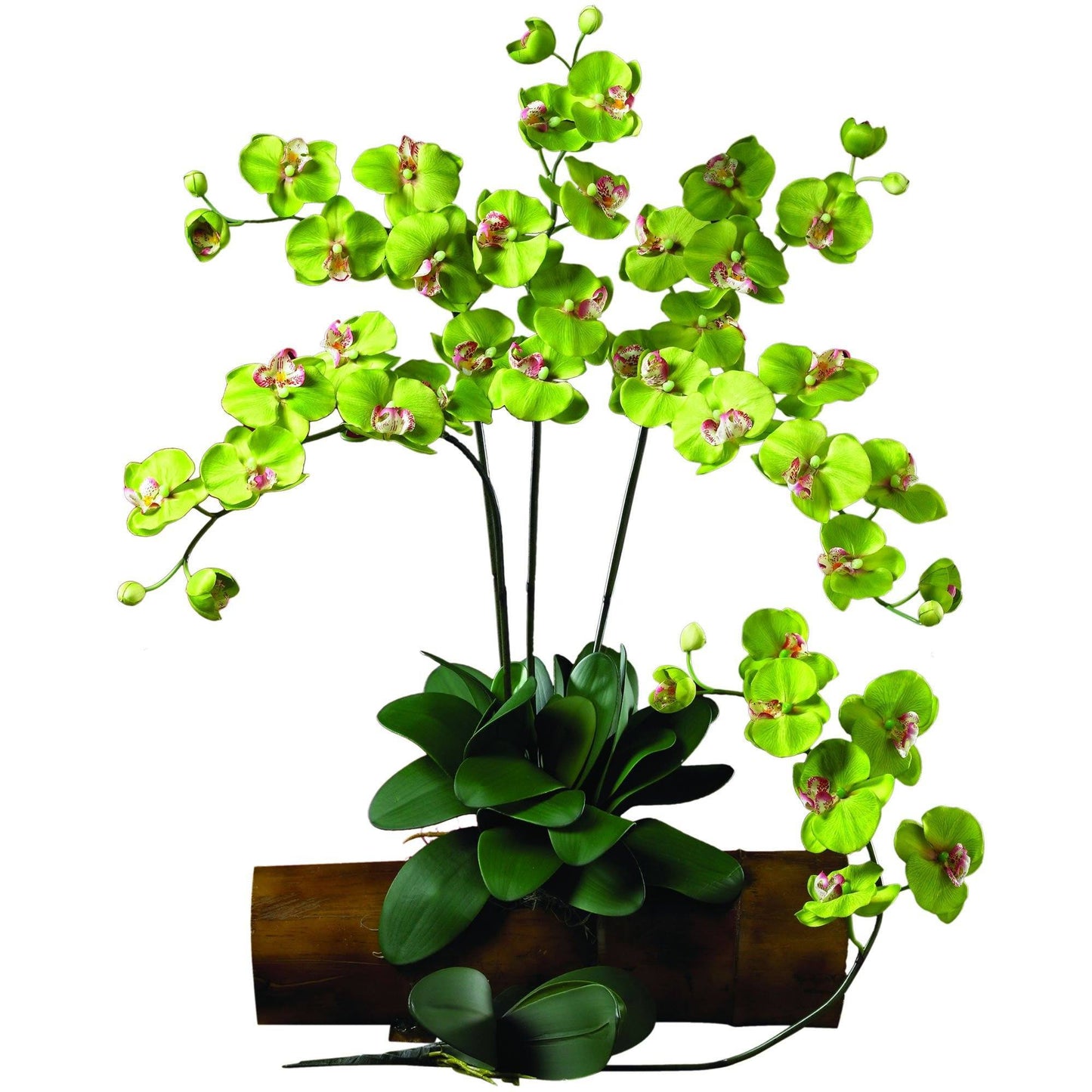 Phalaenopsis Stem (Set of 12)