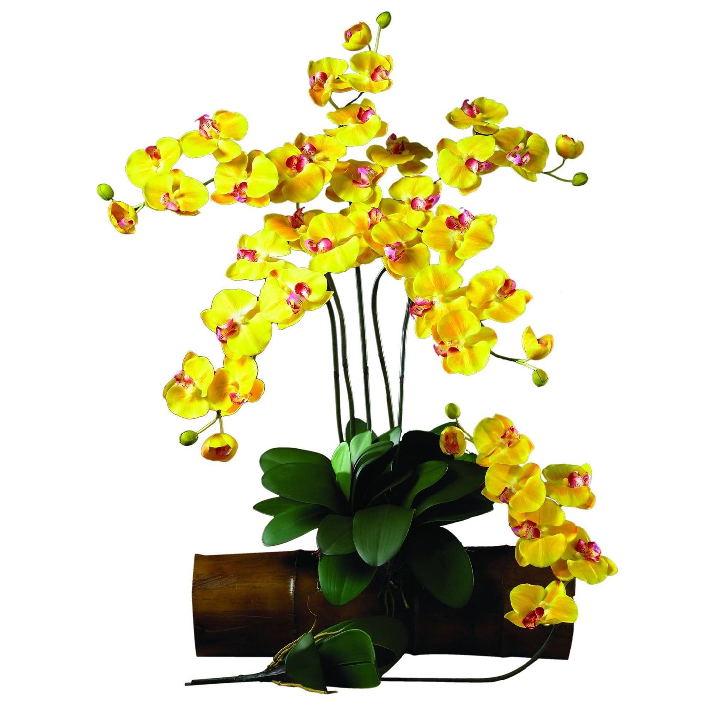 Phalaenopsis Stem (Set of 12)