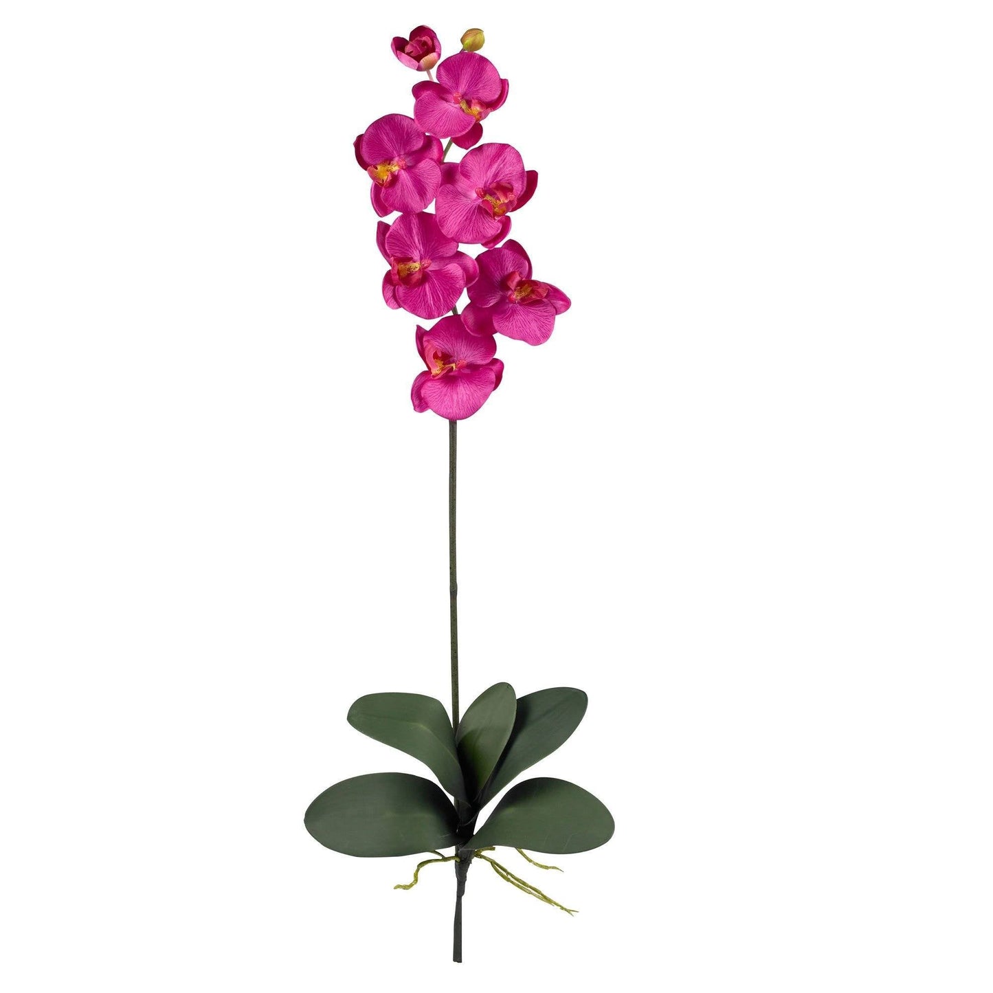 Phalaenopsis Stem (Set of 12)