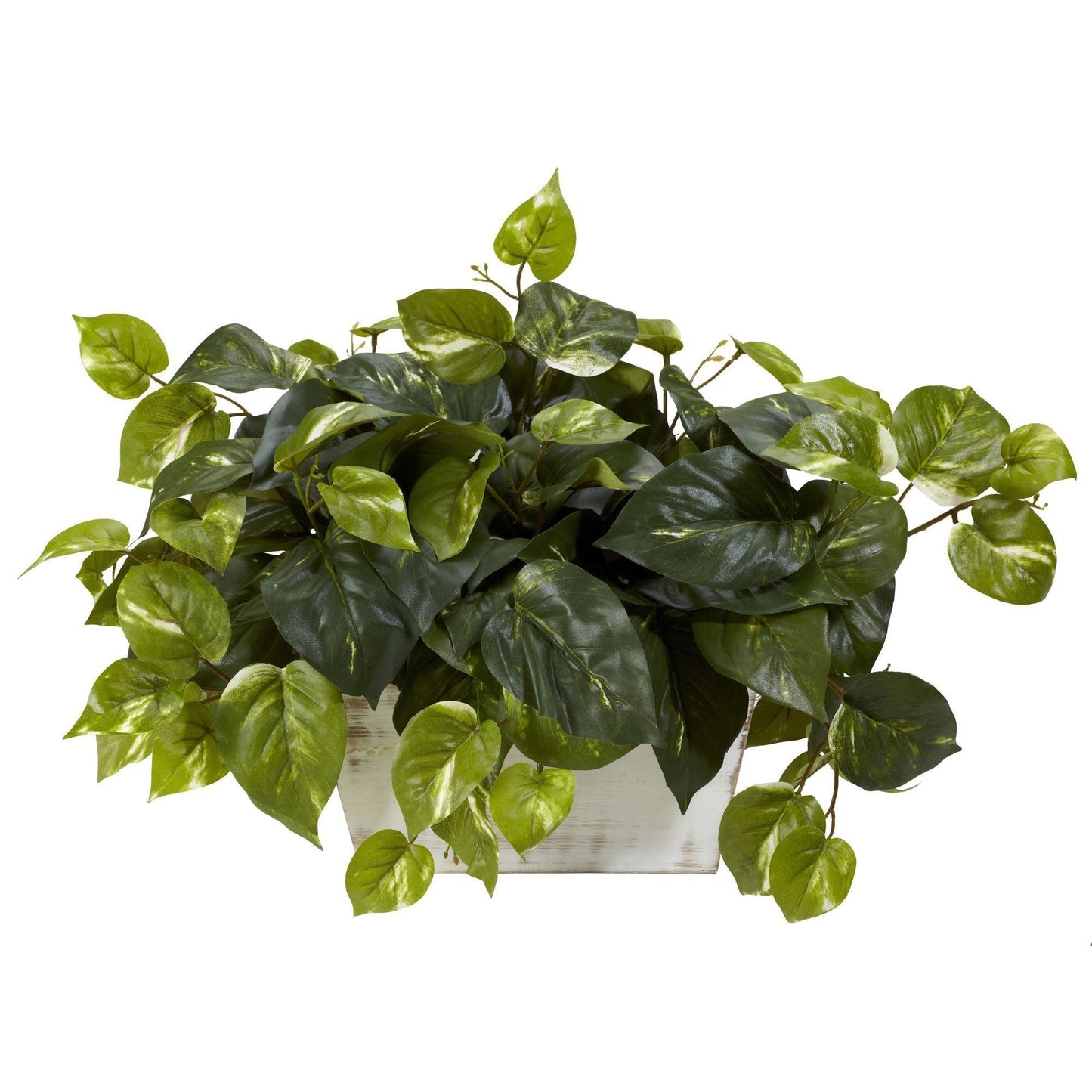 Planta de seda Pothos con lavado blanco