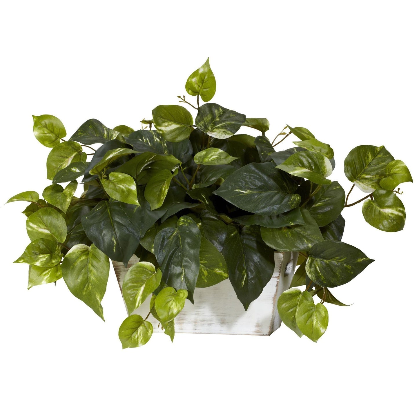 Planta de seda Pothos con lavado blanco