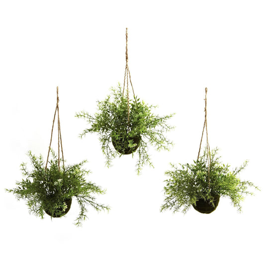 Panier suspendu Ruscus, Sedum et Springeri (lot de 3)