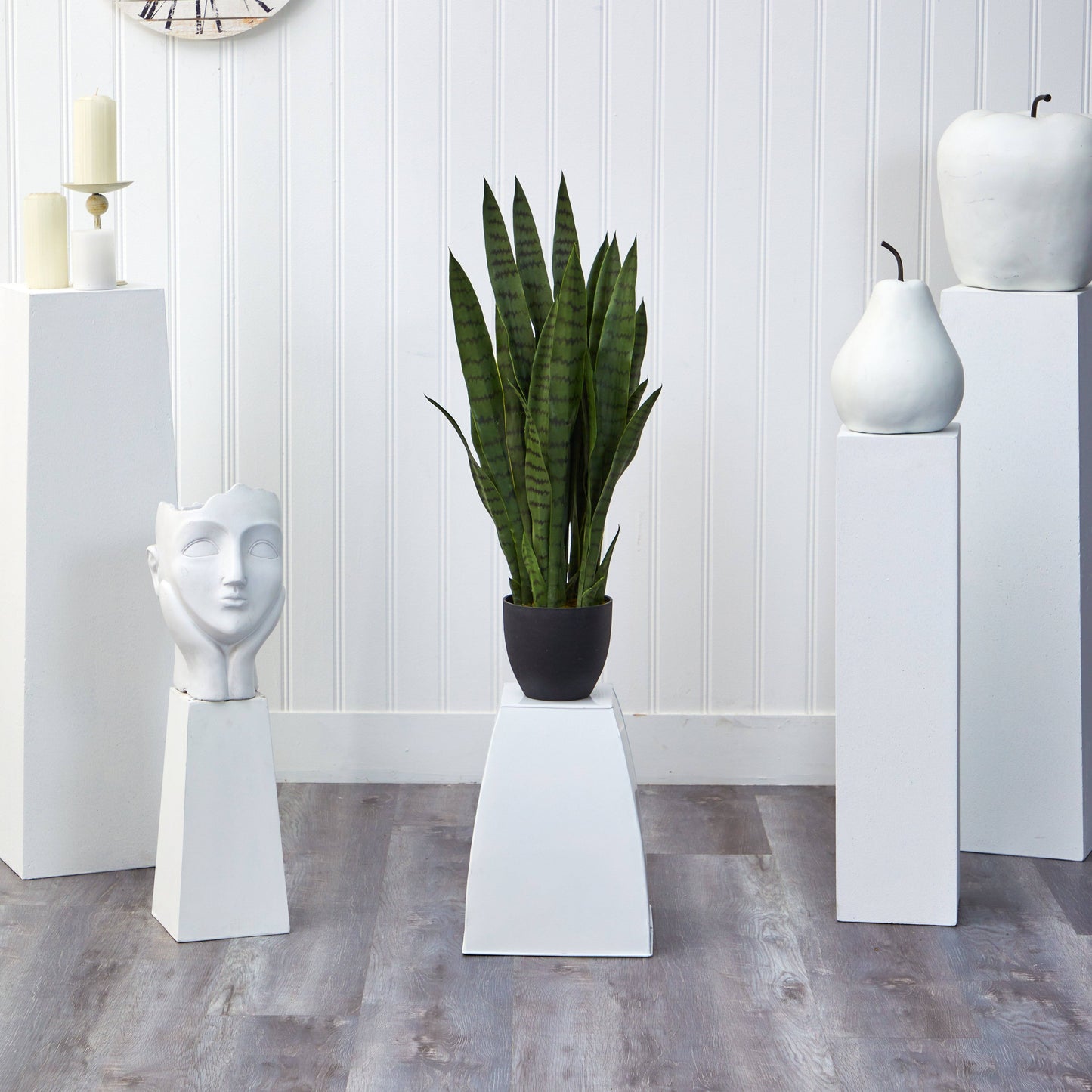 Sansevieria avec jardinière noire