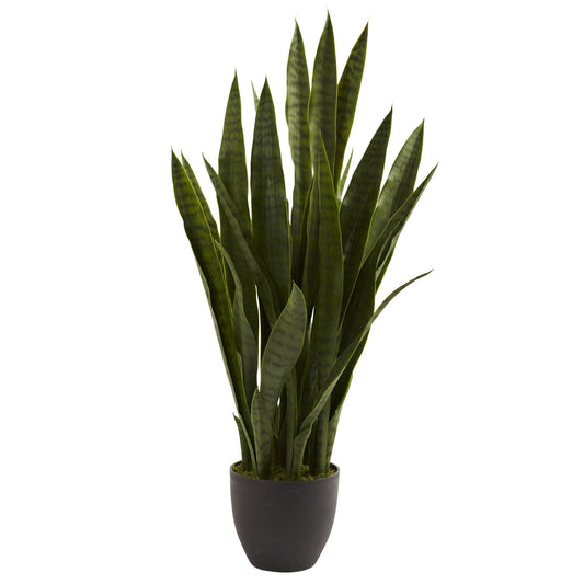 Sansevieria avec jardinière noire