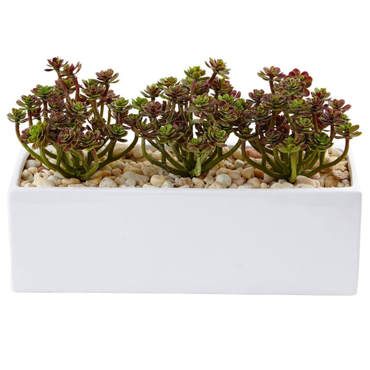 Sedum in Rectangular Planter