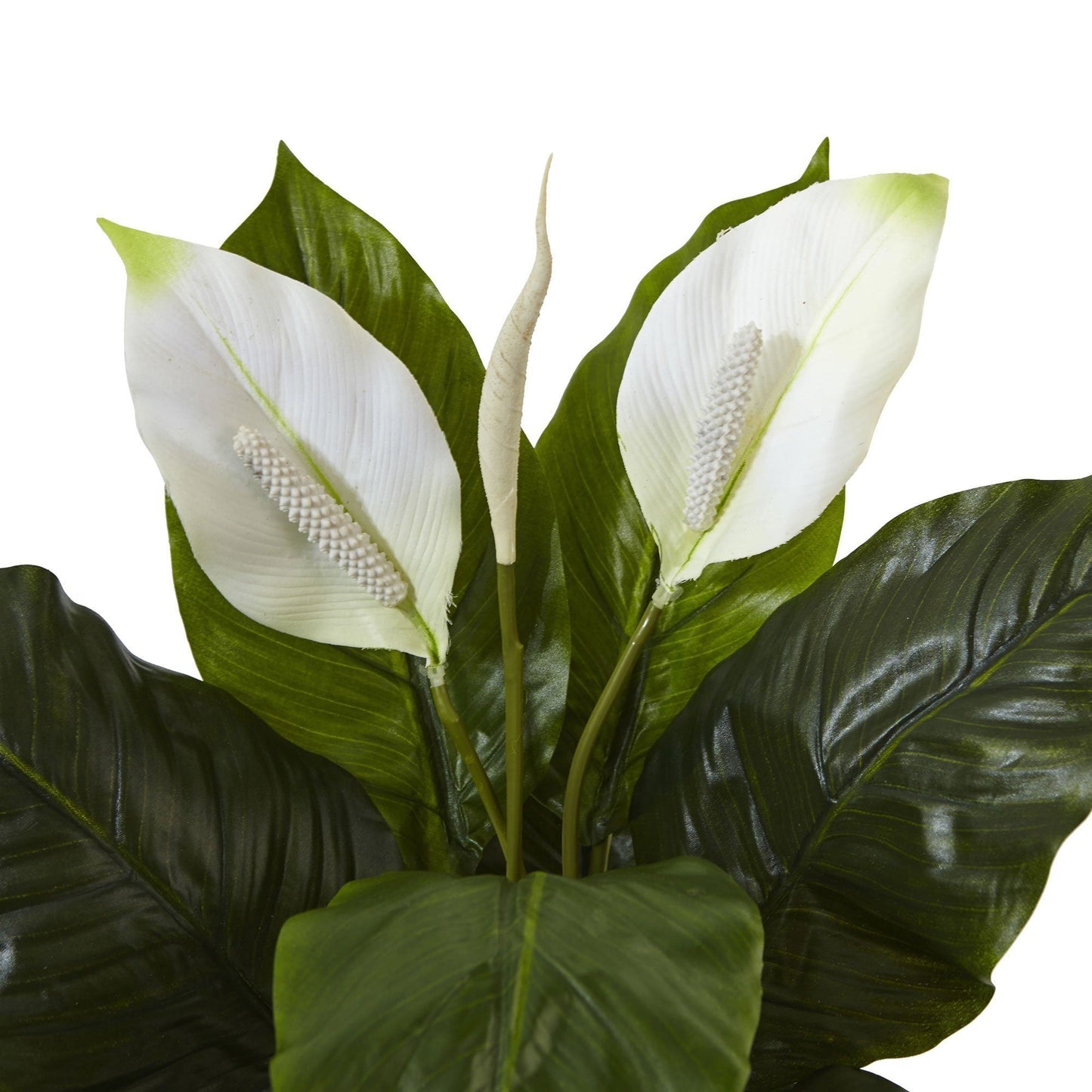 Spathiphyllum dans une jardinière en verre brillant