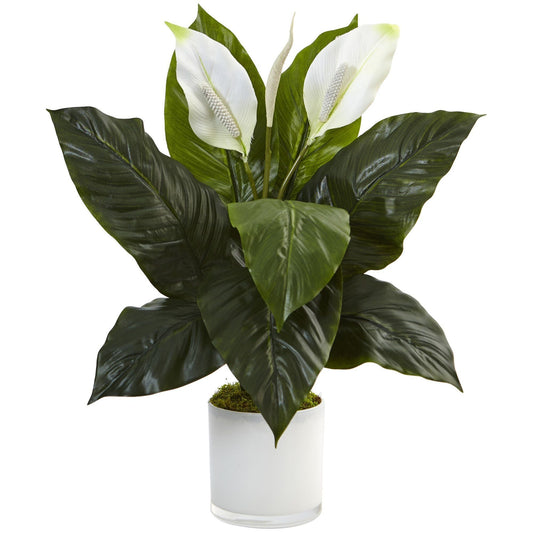 Spathiphyllum dans une jardinière en verre brillant