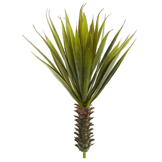 Plante succulente d'agave piquante (lot de 2)