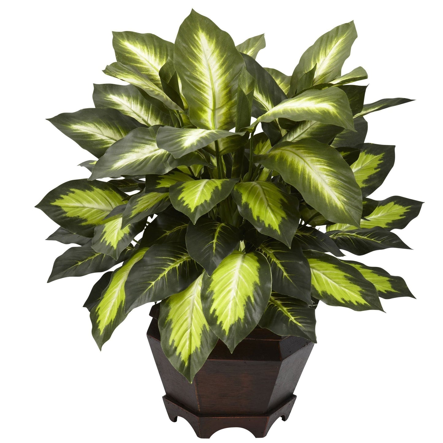 Dieffenbachia triple doré avec vase en bois