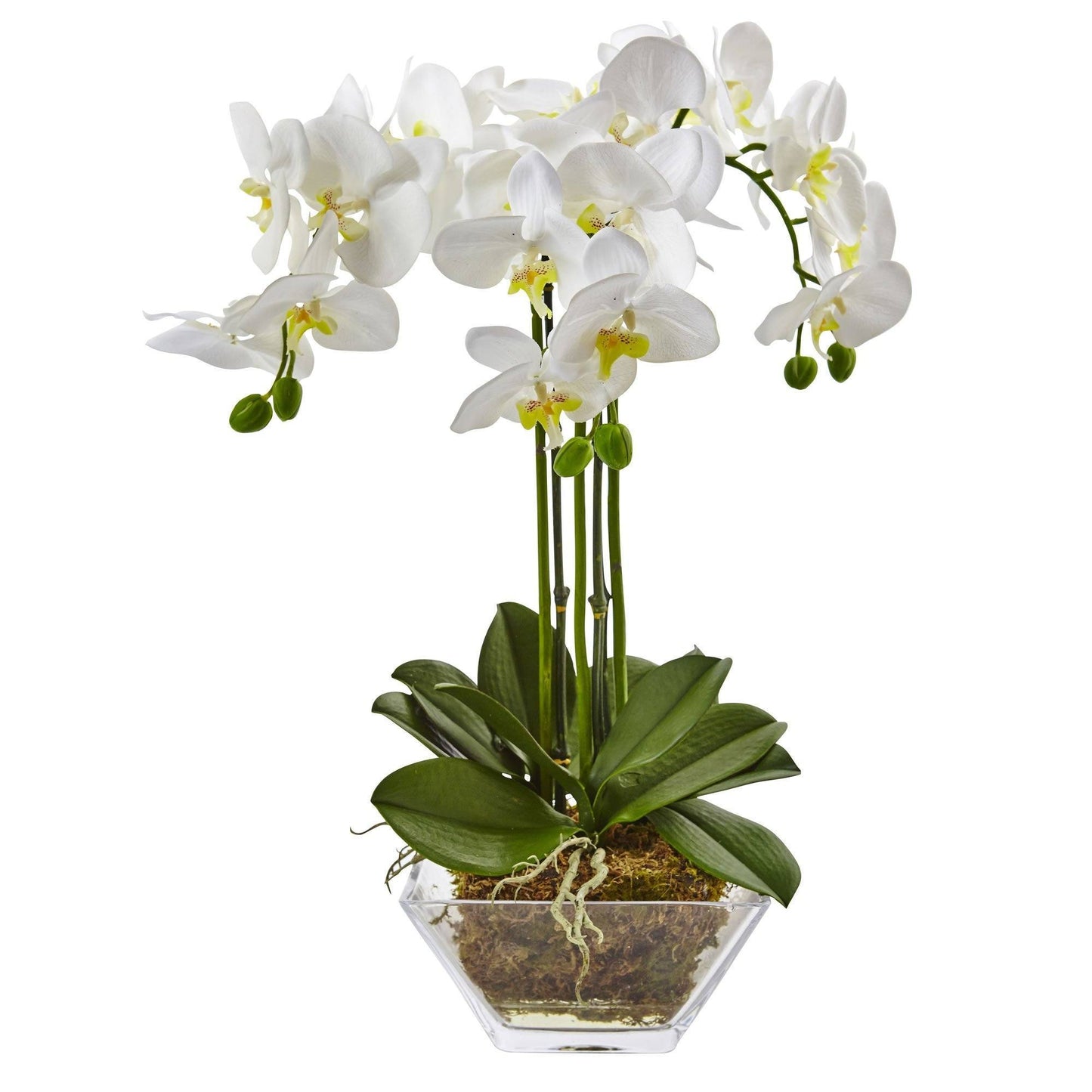 Orchidée Phalaenopsis triple dans un vase en verre