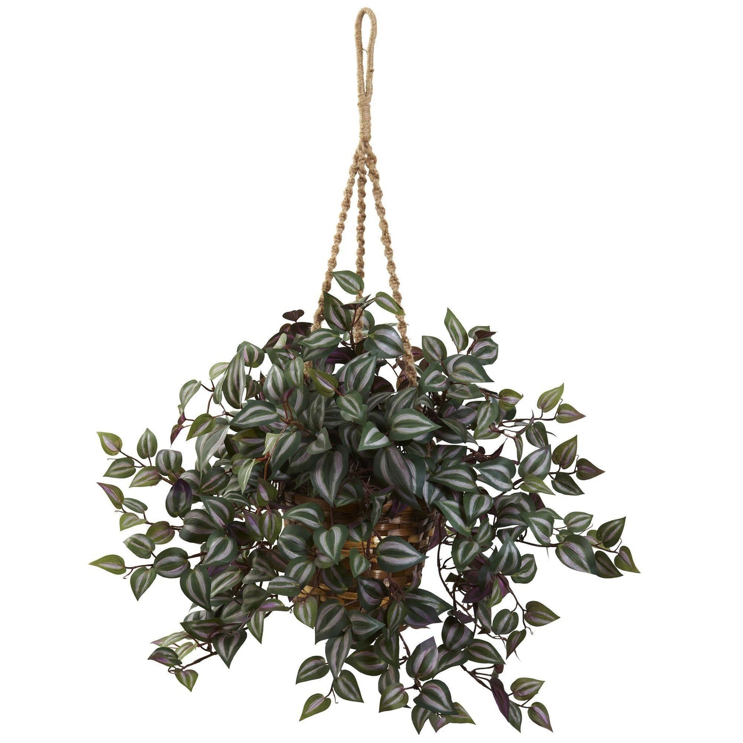 Wandering Jew Hanging Basket