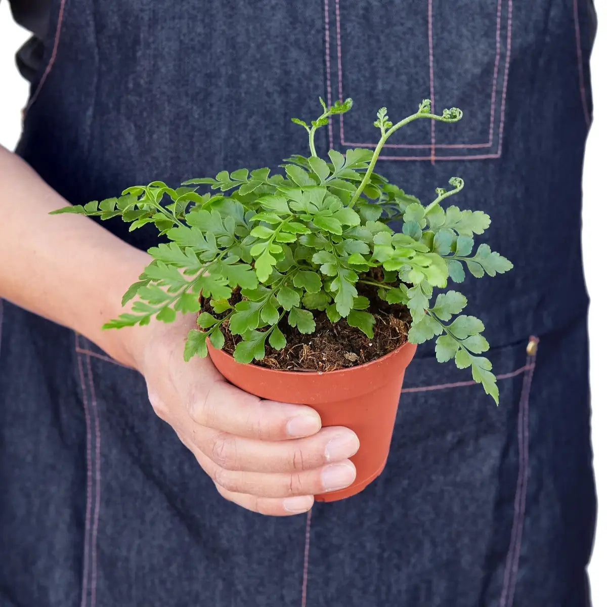 Austral Gem Fern Plant - House Plant Shop