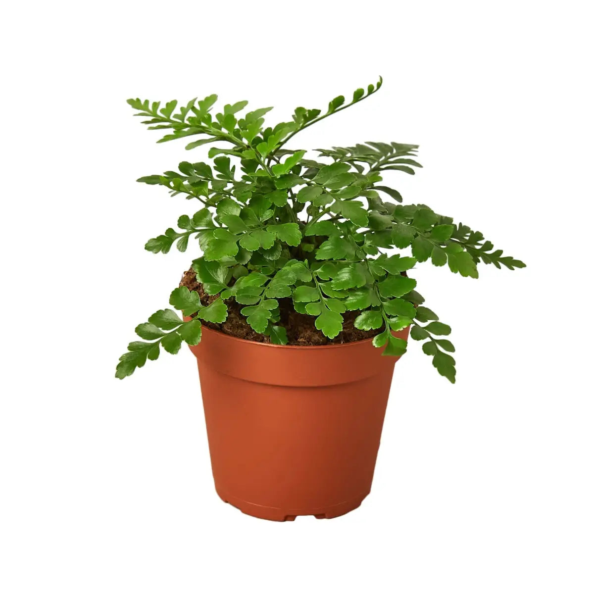 Austral Gem Fern Plant - House Plant Shop