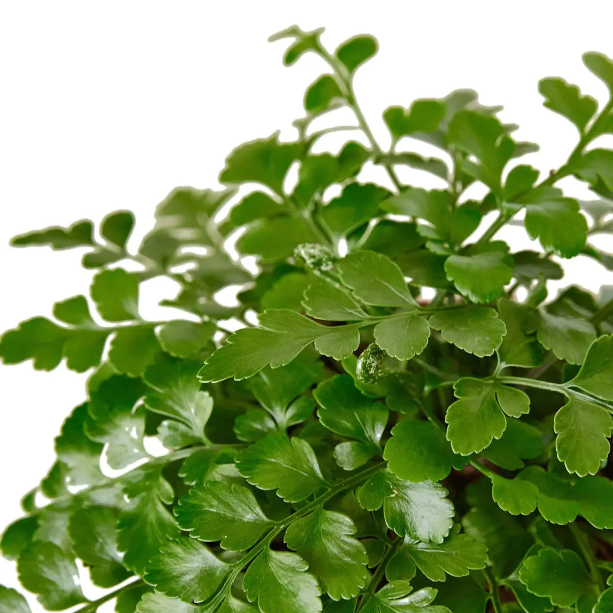 Austral Gem Fern Plant - 4’’ Pot - House Plant Shop