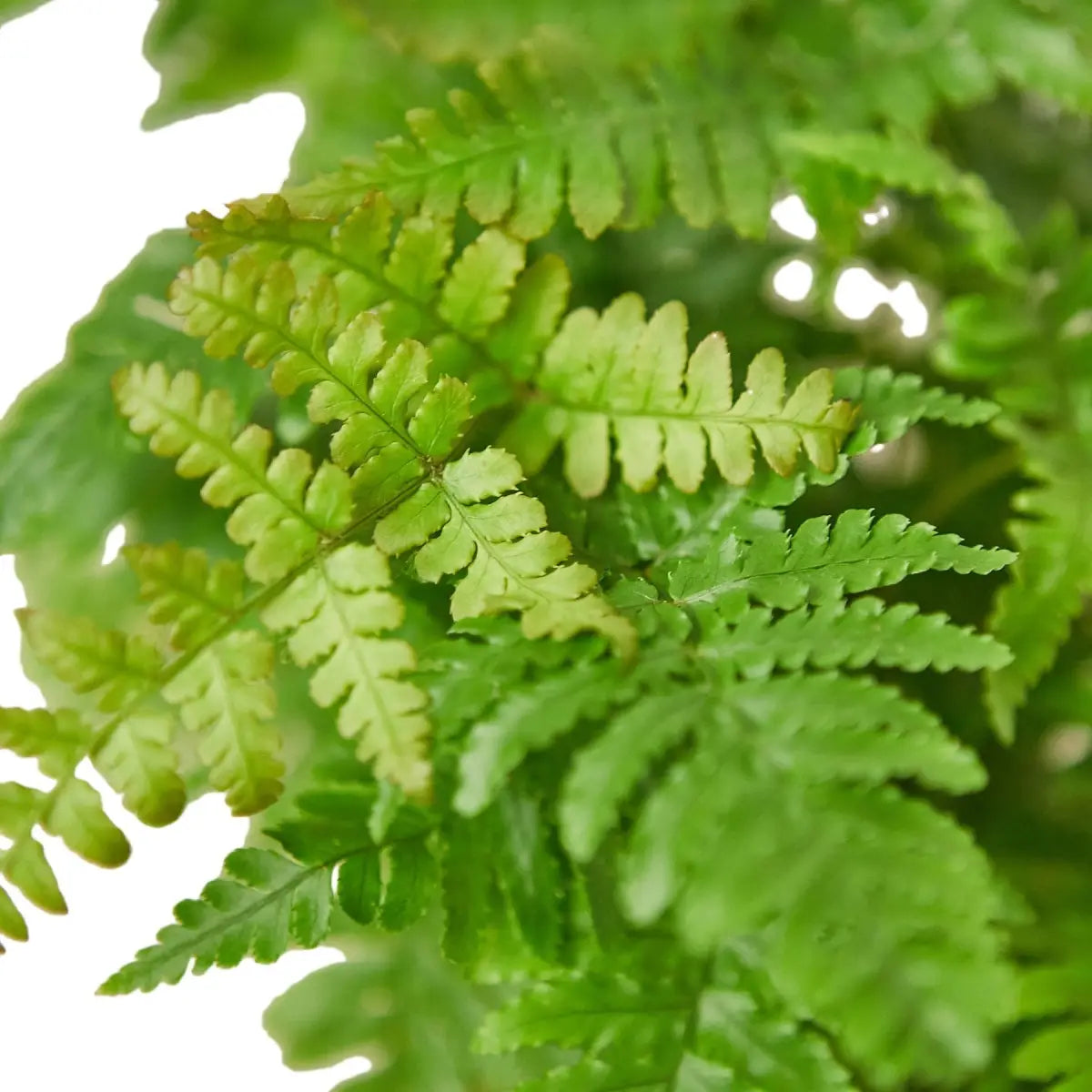 ’Autumn’ Fern Plant - 4’’ Pot - House Plant Shop