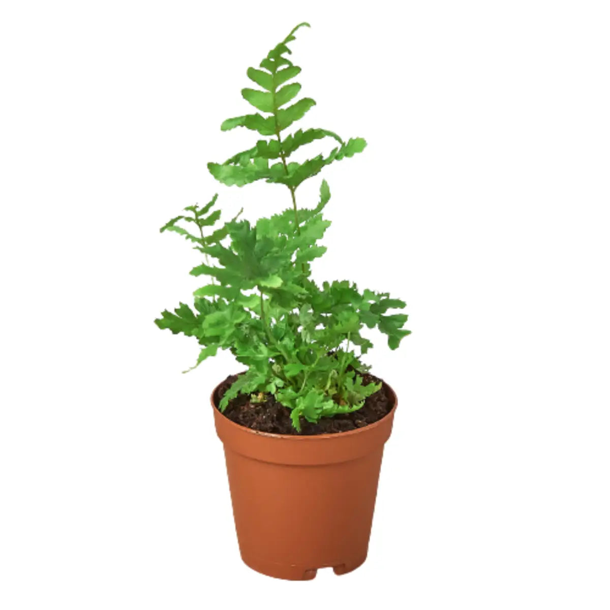 ’Autumn’ Fern Plant - House Plant Shop