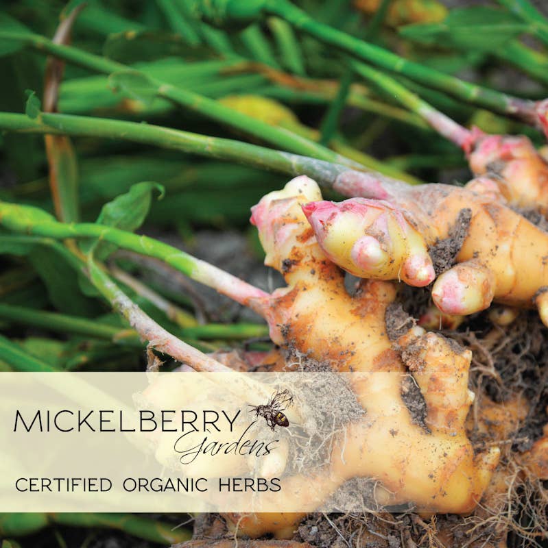Ginger Herbal Honey Tonic - Mickelberry Gardens
