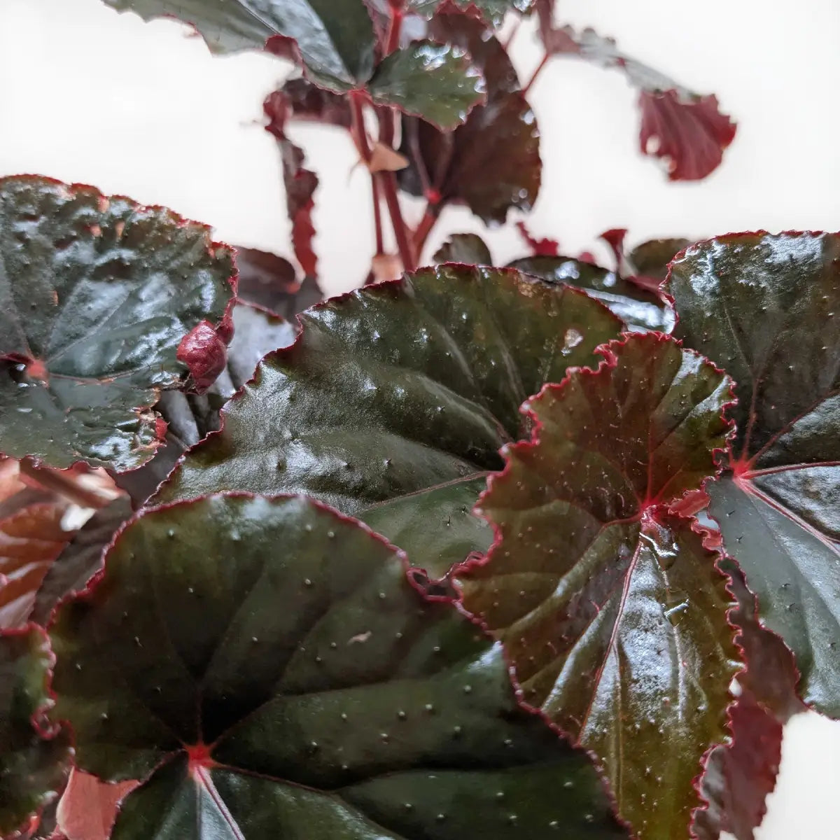Begonia Plant - ’Black Magic’ - 6’’ Pot - House Plant Shop
