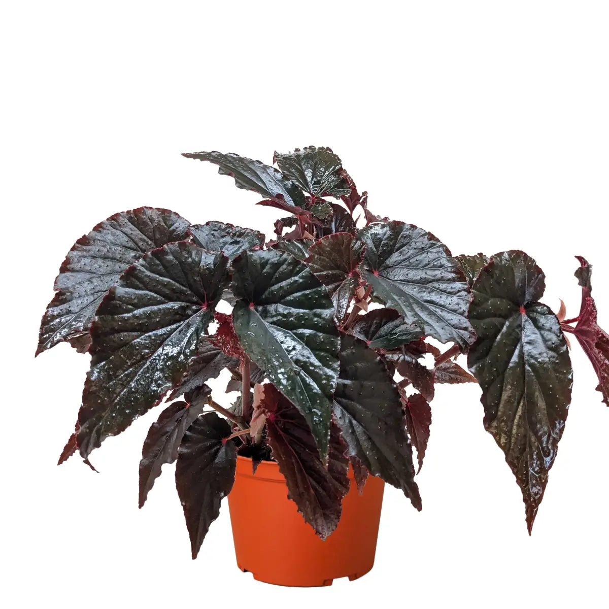 Begonia Plant - ’Black Magic’ - 6’’ Pot - House Plant Shop