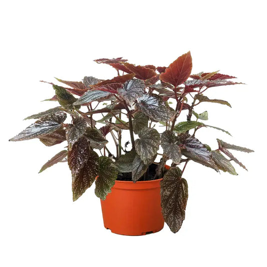 Begonia Plant - ’Corallina’ - 6’’ Pot - House Plant Shop