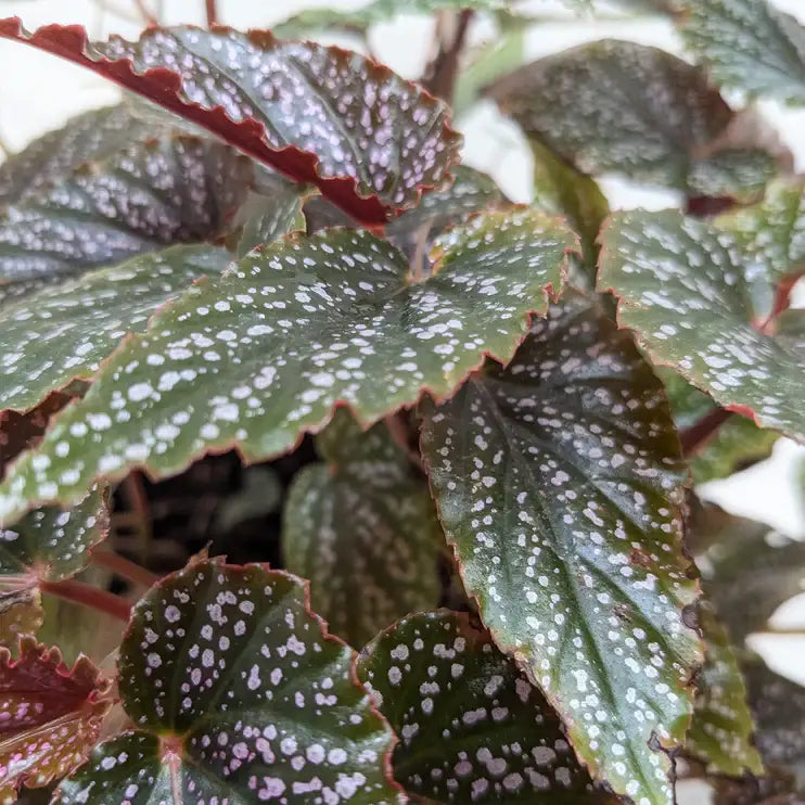 Begonia Plant - ’Corallina’ - 6’’ Pot - House Plant Shop