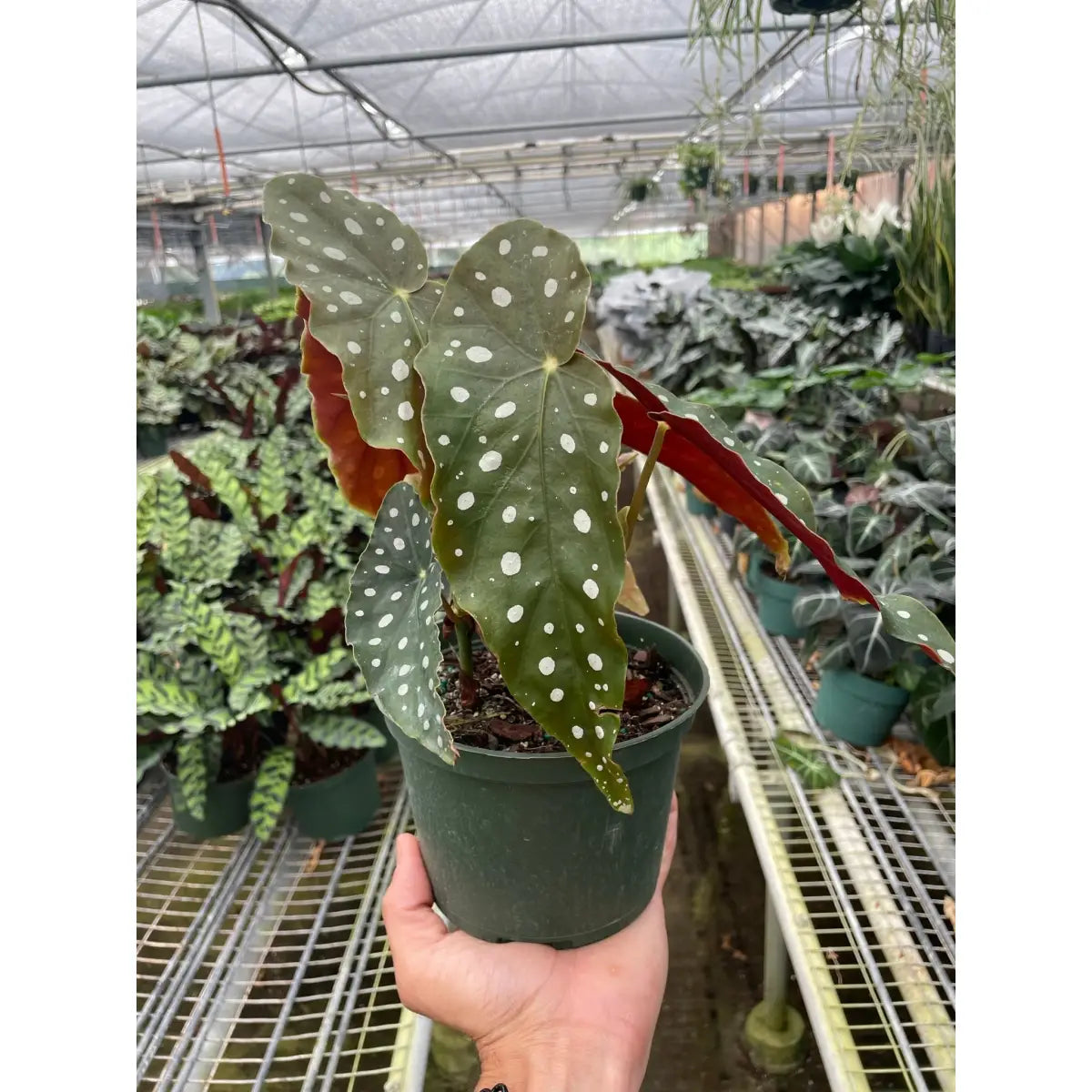Begonia Plant - ’Maculata’ - House Plant Shop