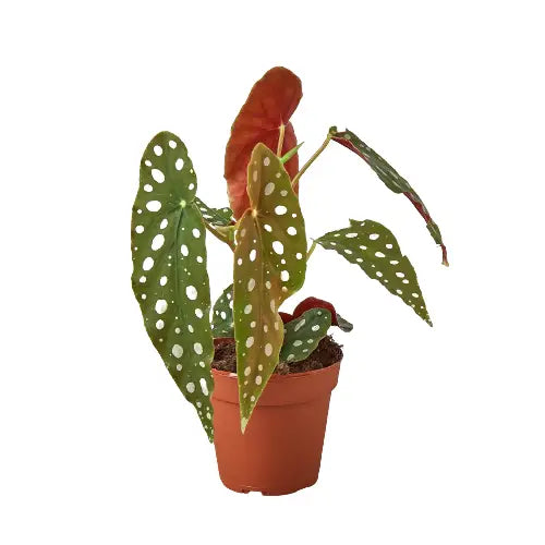 Begonia Plant - ’Maculata’ - House Plant Shop