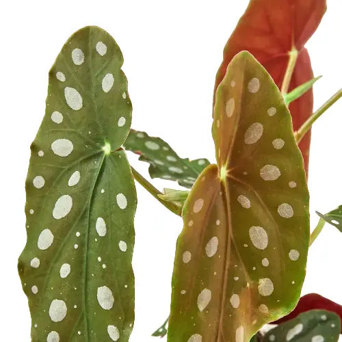 Begonia Plant - ’Maculata’ - 4’’ Pot - House Plant Shop