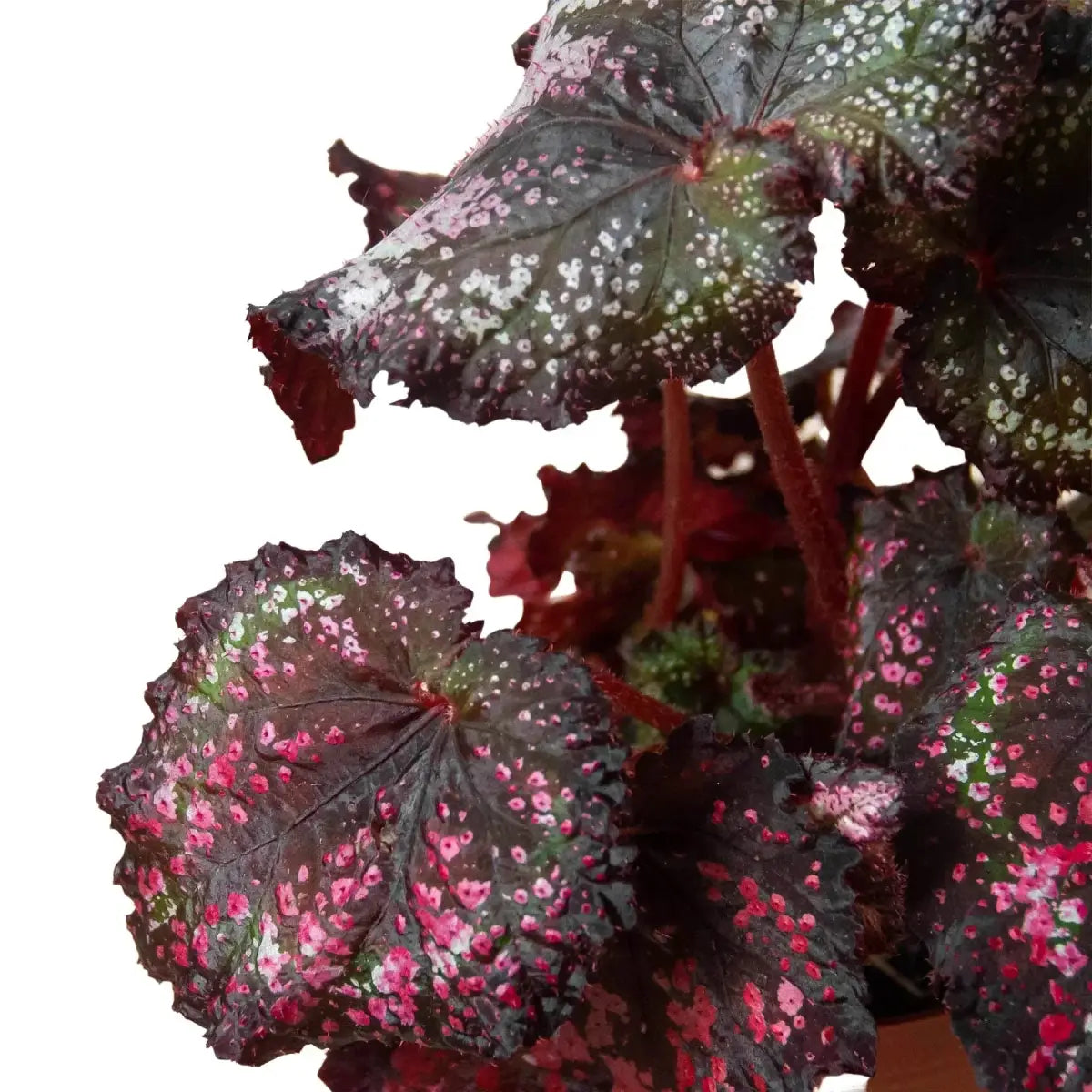 Begonia ’Rex’ Plants - Variety Pack of 4 - House Plant Shop