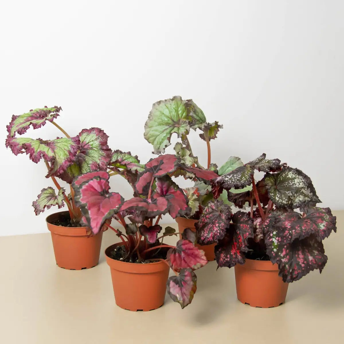 Begonia ’Rex’ Plants - Variety Pack of 4 - House Plant Shop