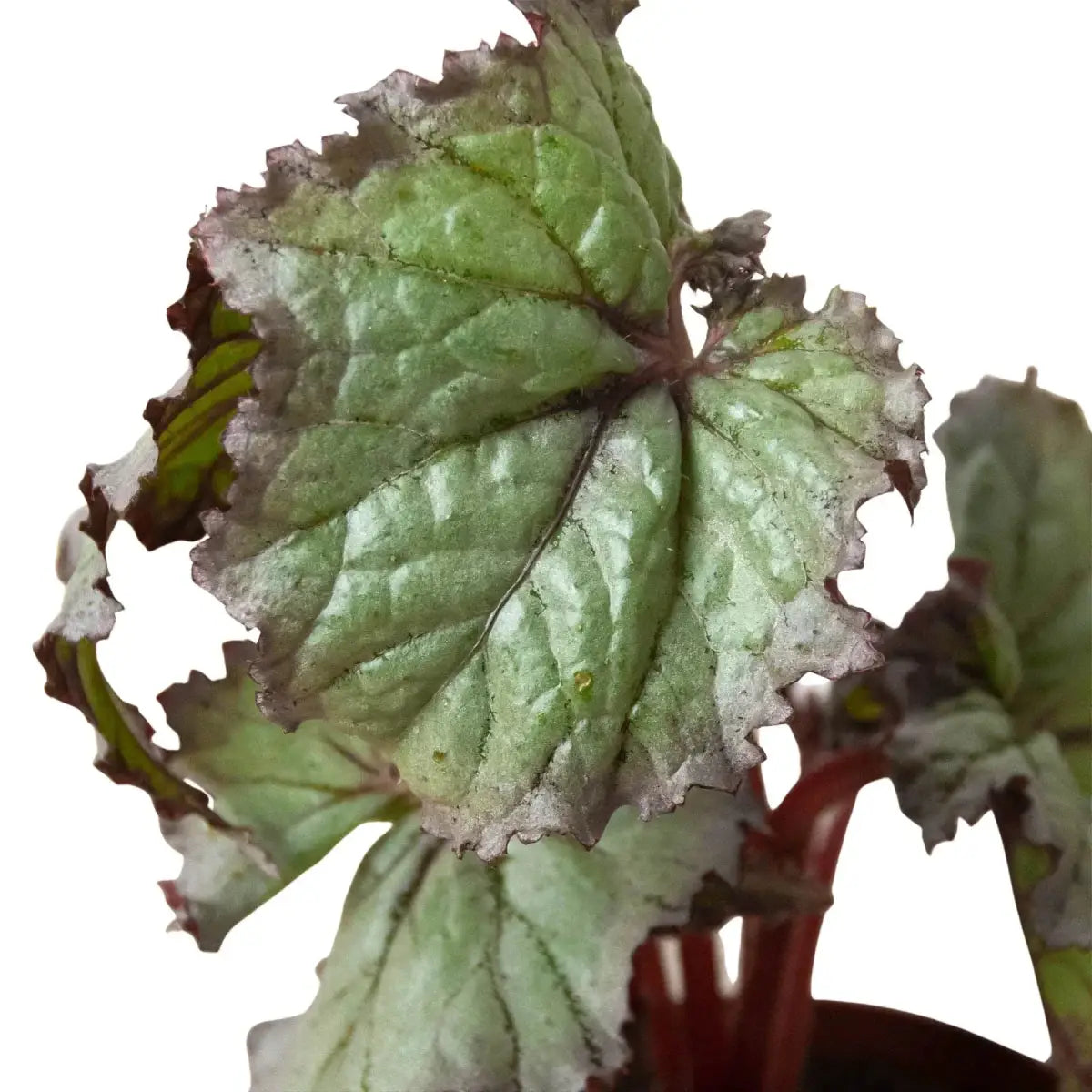 Begonia ’Rex’ Plants - Variety Pack of 4 - House Plant Shop