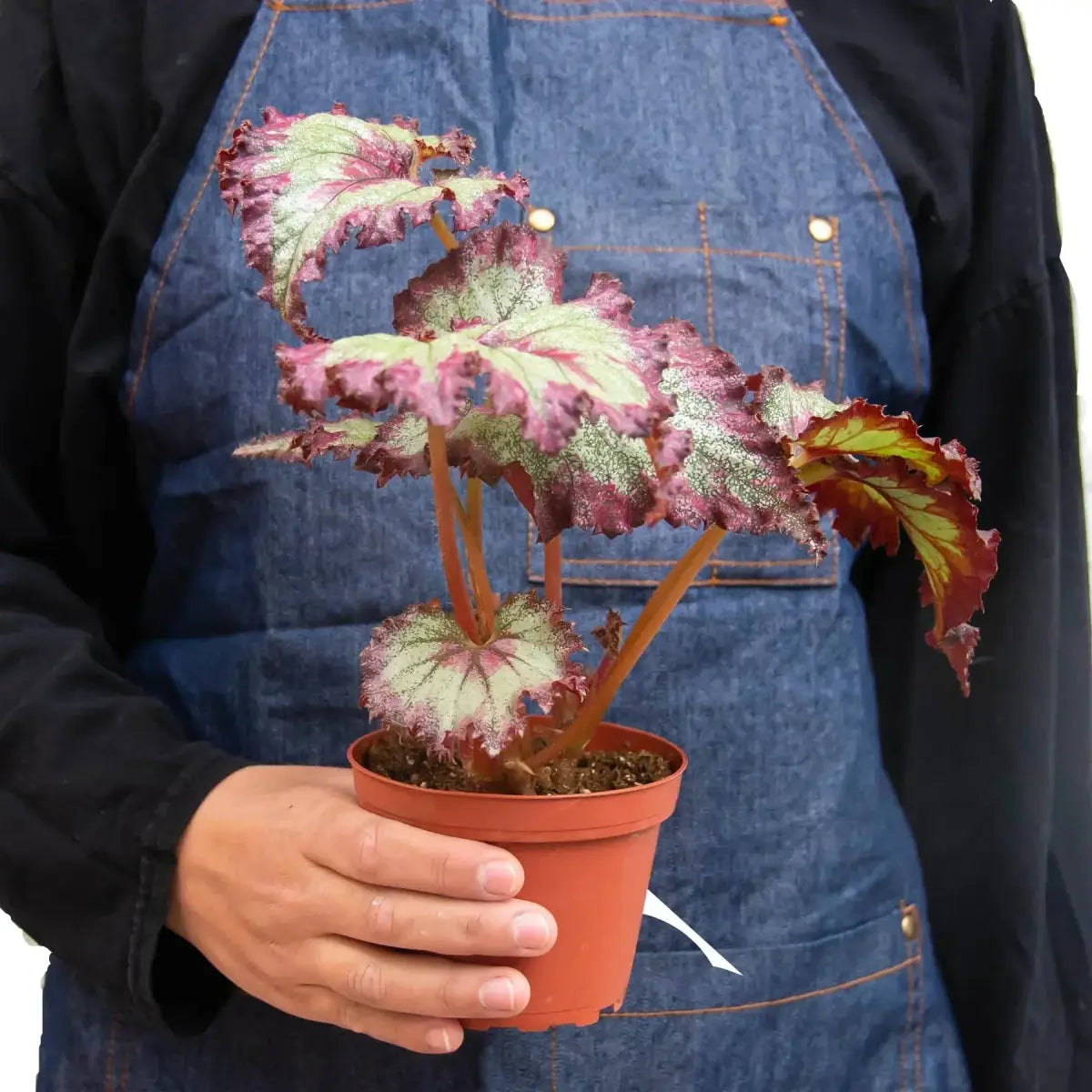 Begonia ’Rex’ Plants - Variety Pack of 4 - House Plant Shop