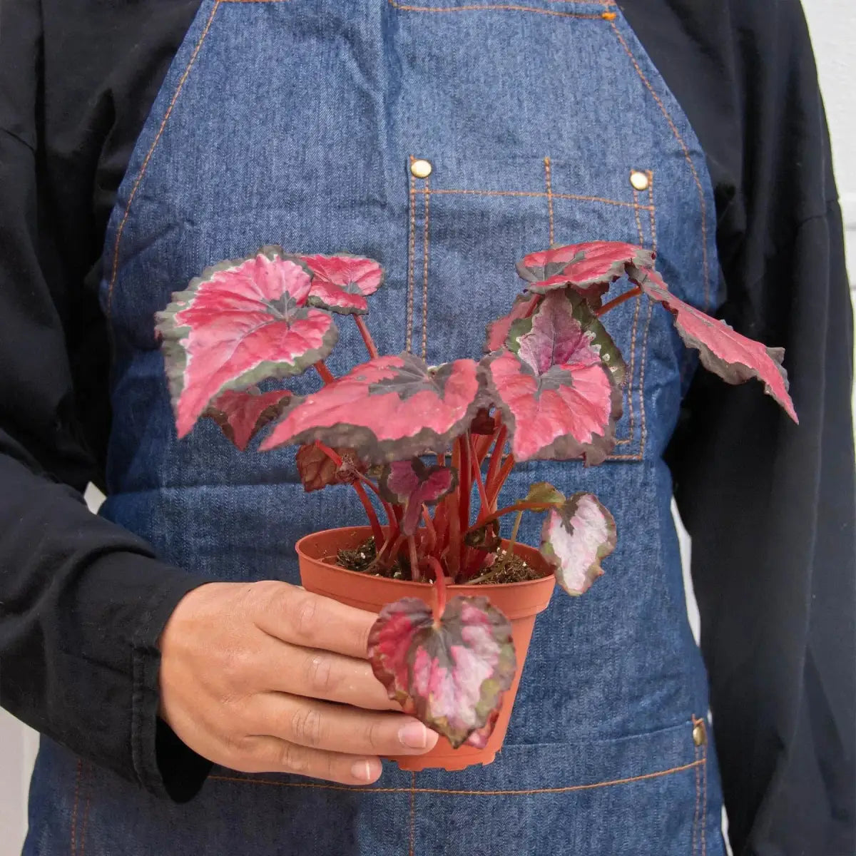 Begonia ’Rex’ Plants - Variety Pack of 4 - House Plant Shop