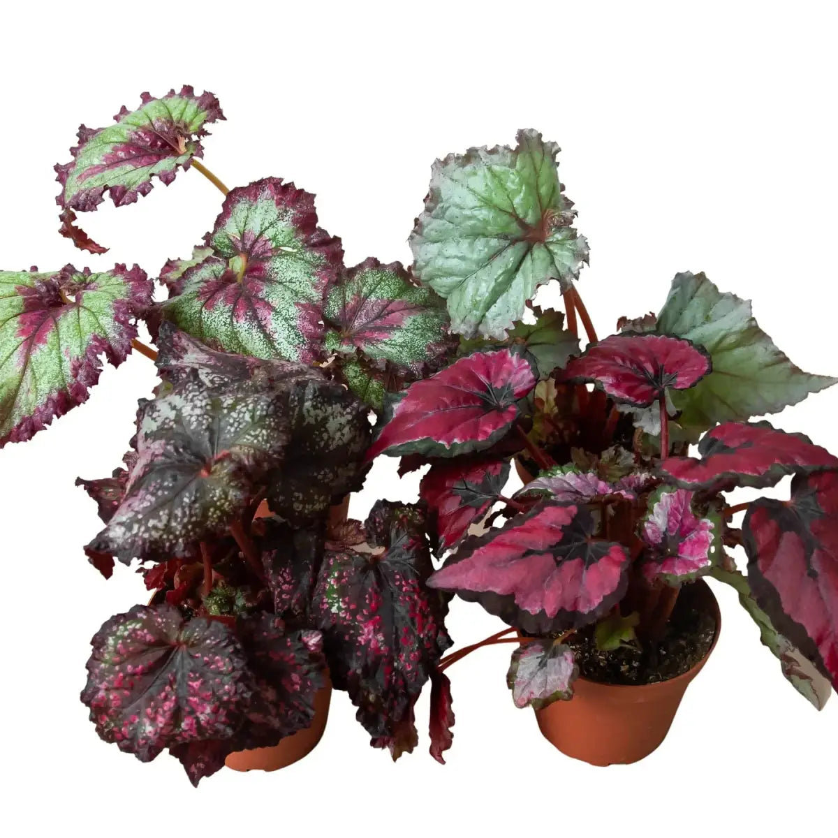Begonia ’Rex’ Plants - Variety Pack of 4 - House Plant Shop