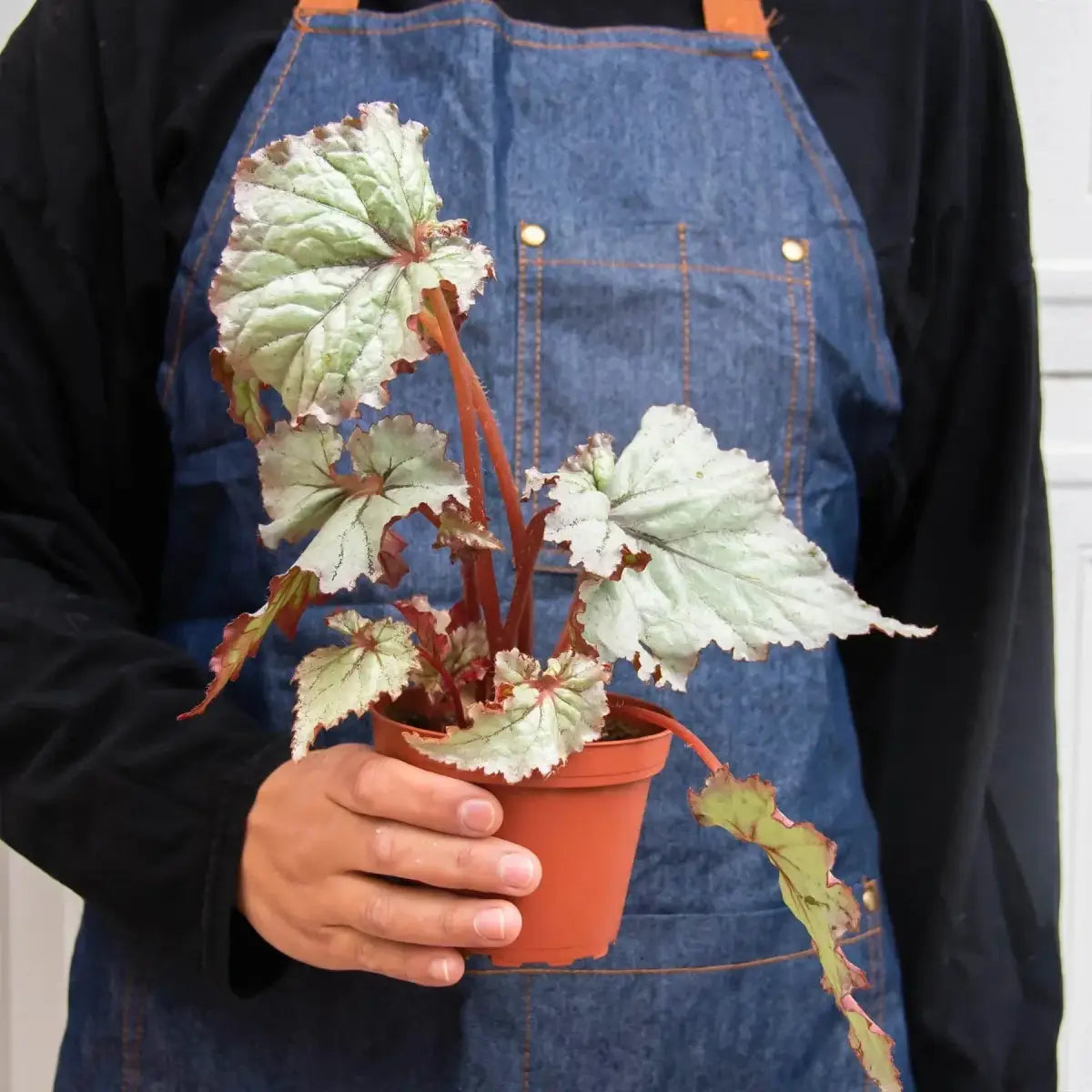 Begonia ’Rex’ Plants - Variety Pack of 4 - House Plant Shop