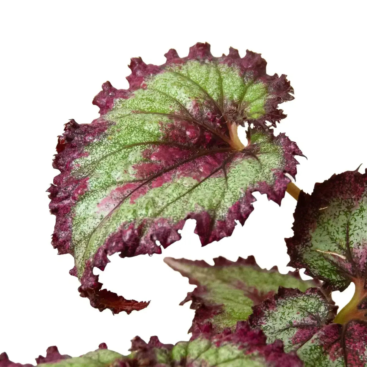 Begonia ’Rex’ Plants - Variety Pack of 4 - 4’’ Pot - House Plant Shop