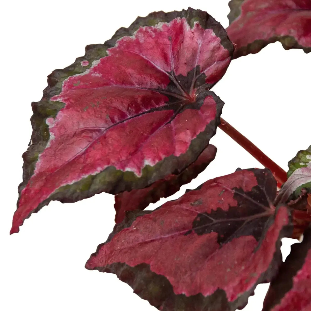 Begonia ’Rex’ Plants - Variety Pack of 4 - House Plant Shop