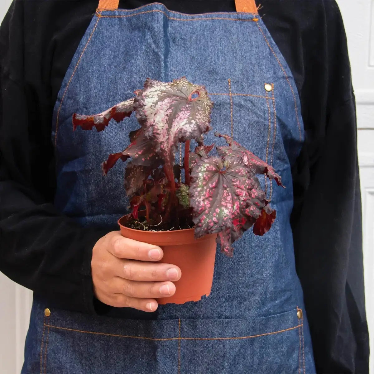 Begonia ’Rex’ Plants - Variety Pack of 4 - House Plant Shop