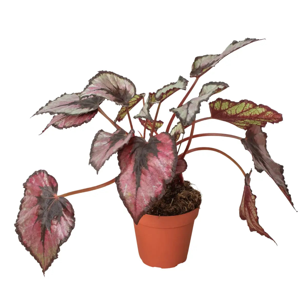 Begonia ’Rex’ Plant - 4’’ Pot - 4’’ Pot - House Plant Shop
