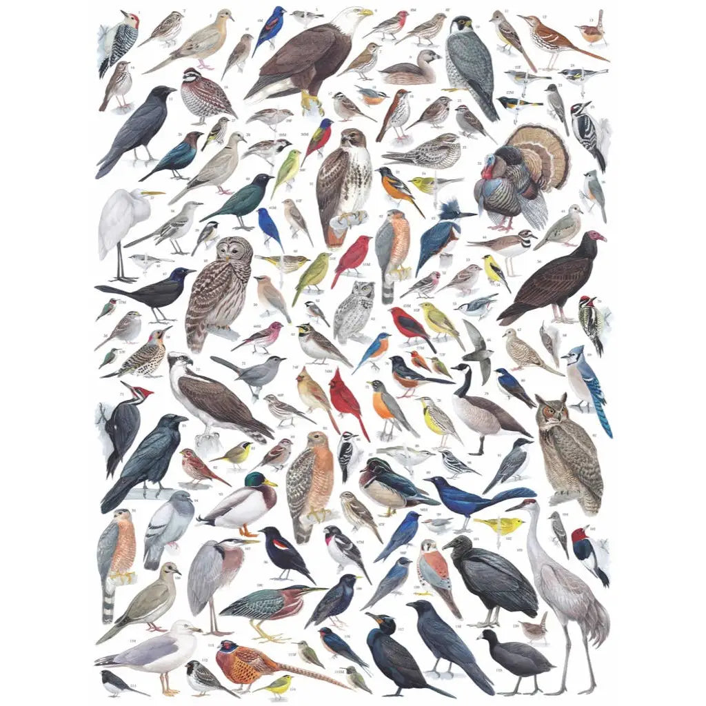 Jigsaw Puzzle - Birds of Eastern Central North America - 1000 Piece - New York Puzzle Company