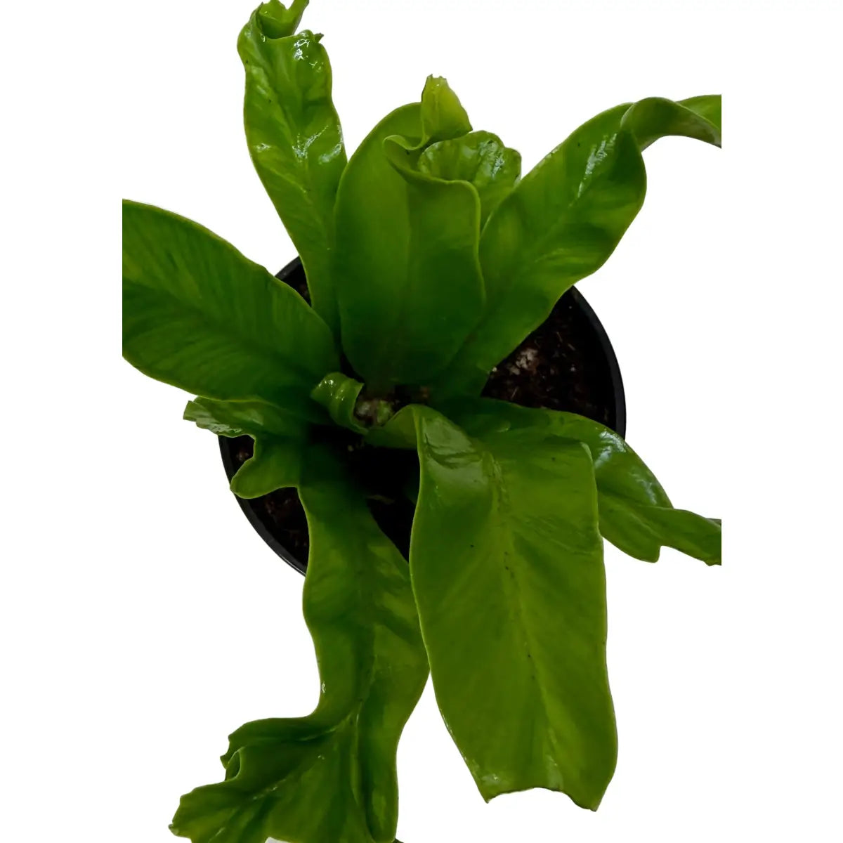 Bird’s Nest ’Leslie’ Fern - House Plant Shop