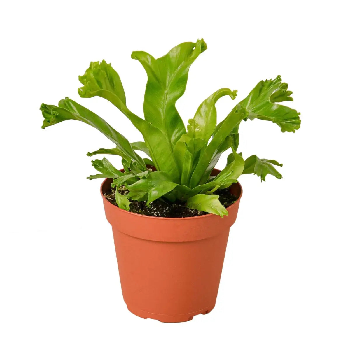 Bird’s Nest ’Leslie’ Fern - House Plant Shop