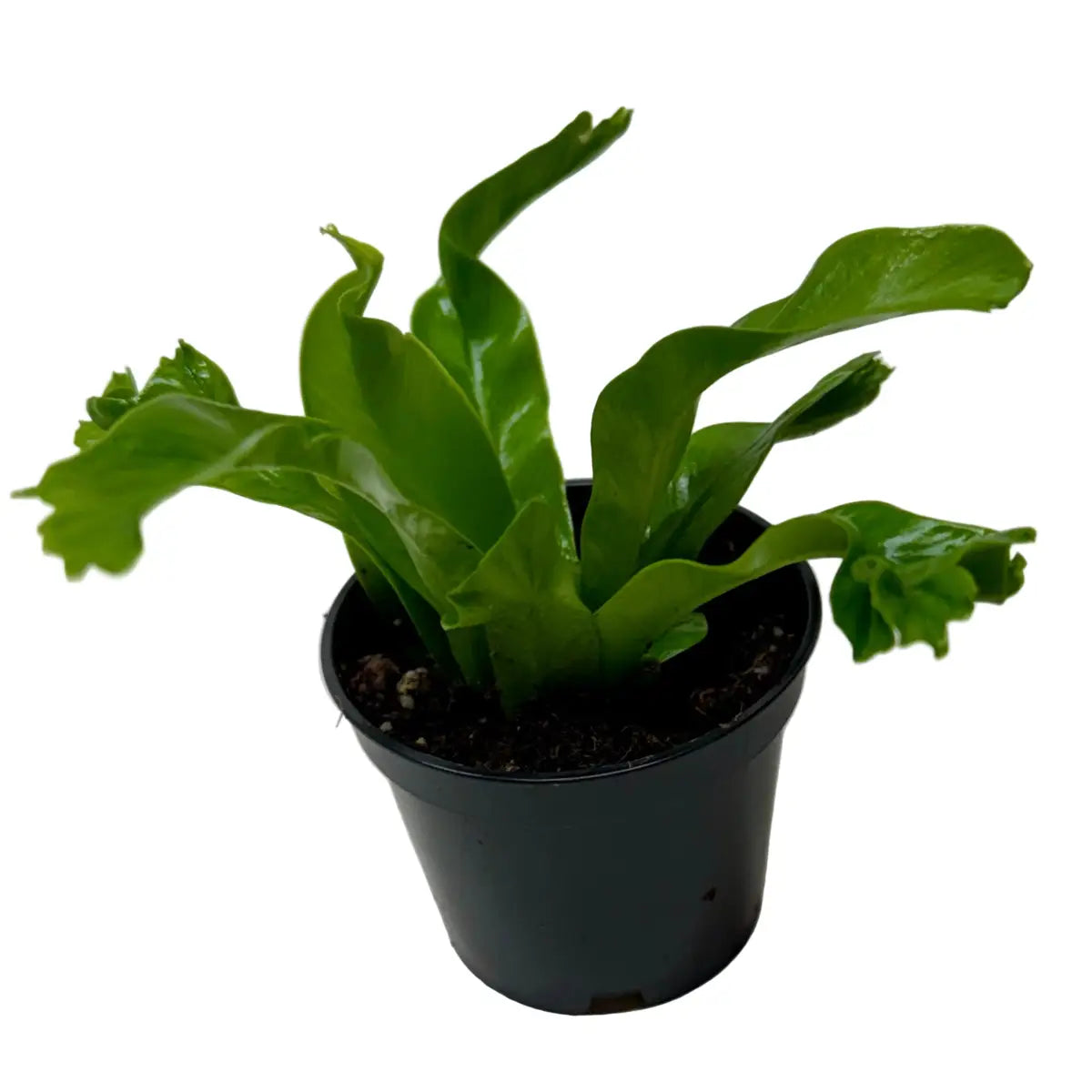 Bird’s Nest ’Leslie’ Fern - House Plant Shop