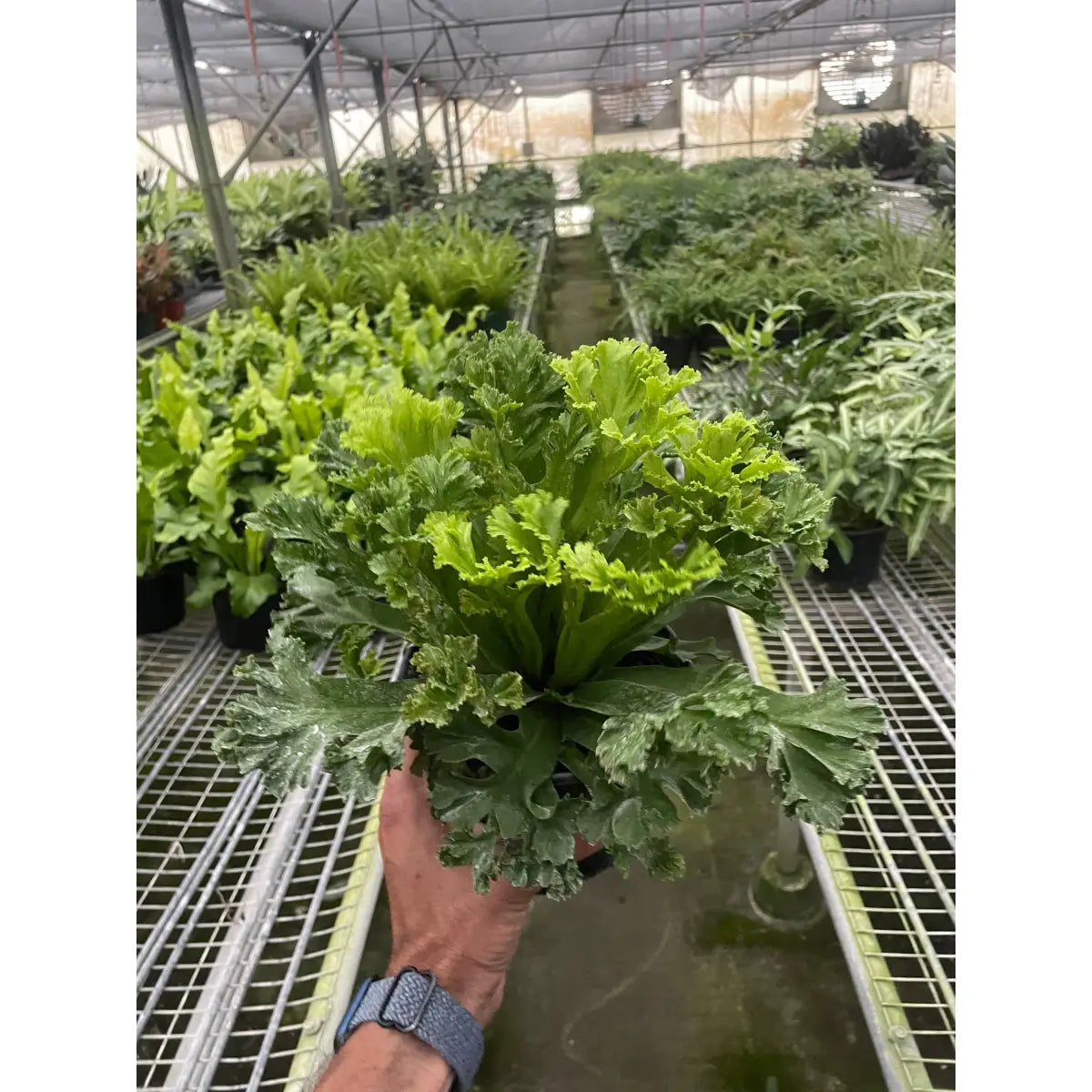 Bird’s Nest ’Leslie’ Fern - House Plant Shop